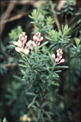Comesperma esulifolium