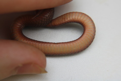 Storeria occipitomaculata obscura