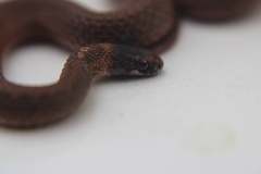 Storeria occipitomaculata obscura