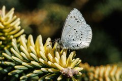 Celastrina echo echo