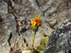 Haplopappus glutinosus