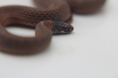 Storeria occipitomaculata obscura