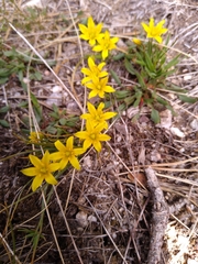 Gagea nevadensis