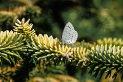 Celastrina echo echo