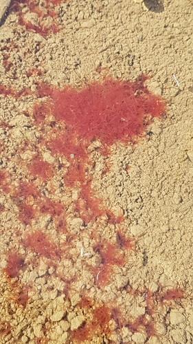 Tubulariidae