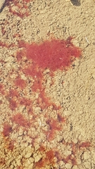 Tubulariidae