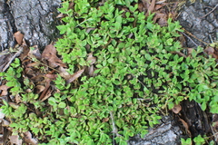 Lenophyllum texanum