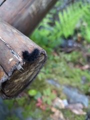 Euphydryas aurinia beckeri