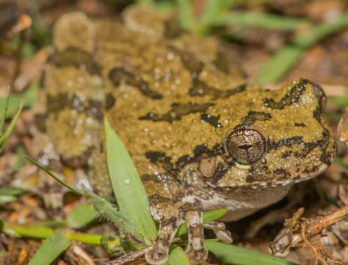 Cope's Gray Tree Frog photographed in Alabama
