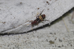 Trogomorpha arrogans