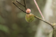 Dryocosmus floridensis