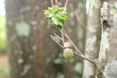 Dryocosmus floridensis