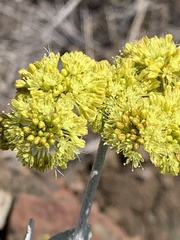 Eriogonum crocatum