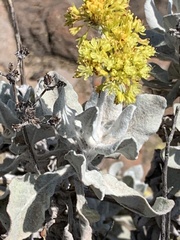 Eriogonum crocatum