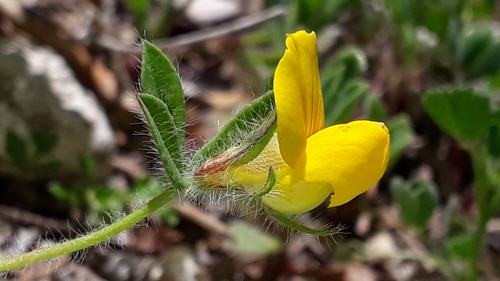 Image of Lotus edulis by (c) Alessia Guggisberg, some rights reserved (CC BY)