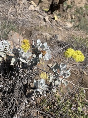 Eriogonum crocatum