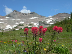 Castilleja parviflora oreopola