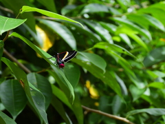 Mysoria barcastus