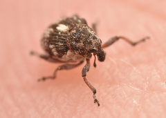 Rhinoncus pericarpius