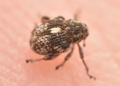 Rhinoncus pericarpius