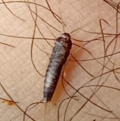 Ctenolepisma