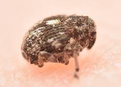 Rhinoncus pericarpius