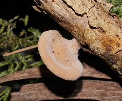 Lentinellus pulvinulus