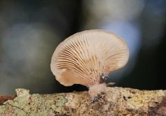 Lentinellus pulvinulus