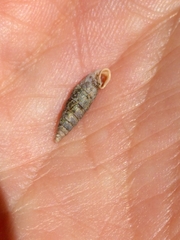 Clausilia