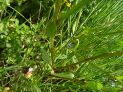 Anthemideae