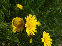 Anthemideae