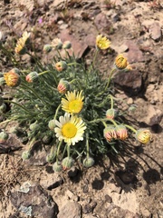 Erigeron poliospermus