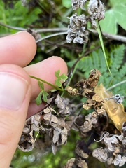 Lithophragma cymbalaria
