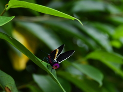 Mysoria barcastus
