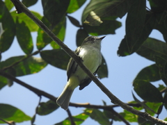 Myiopagis caniceps