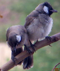 Pycnonotus leucotis