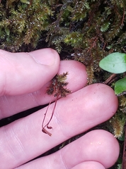 Hypnodendron arcuatum