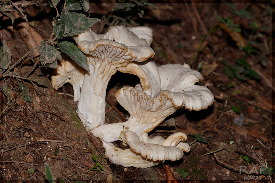 Pleurotus ostreatus · April 2022 · photo: © r-a-p (iNaturalist, cc-by)
