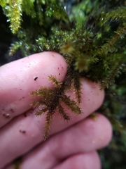 Hypnodendron arcuatum