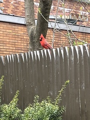 Cardinalis cardinalis cardinalis