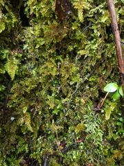 Hypnodendron arcuatum