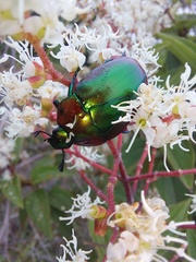 Macraspis chrysis