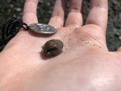 Aglaja ocelligera