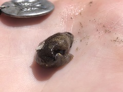 Aglaja ocelligera