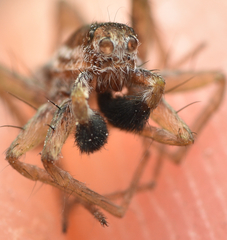 Pardosa nigriceps