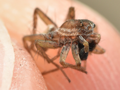 Pardosa nigriceps