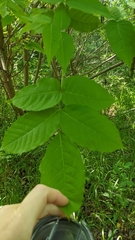 Ungnadia speciosa