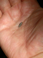Clausilia