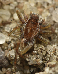 Pardosa nigriceps