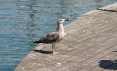 Larus